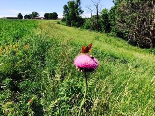 Jo Daviess Conservation Foundation