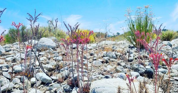 Dudleya will soon be protected in California thanks to AB223. THANK YOU SACRAMENTO!