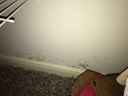 Mold from inside my dad's apartment at Birdsong Place Villas