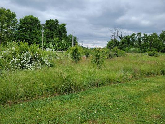 Small meadow area