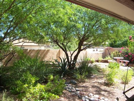 Beautiful summer shade in native landscapes