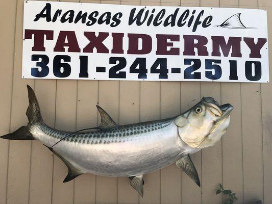 Tarpon