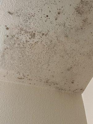 Mold in my bathroom