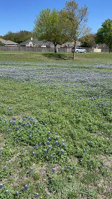 Love the bluebonnets at the park this time of year.