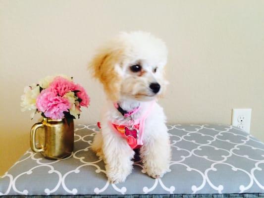 Baby Charlotte modeling her  1st haircut