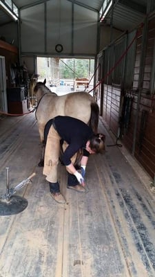 Katie working on Barnie, a Connemara yearling.