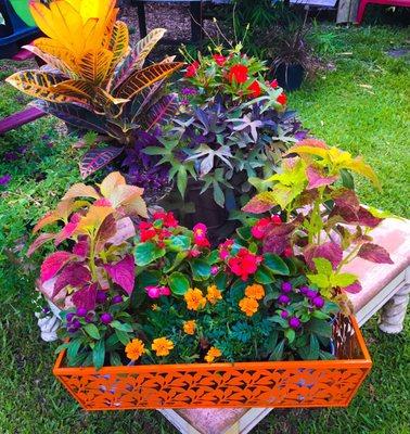 I brought the orange planter and they helped me with choosing flowers for it as you can see here.