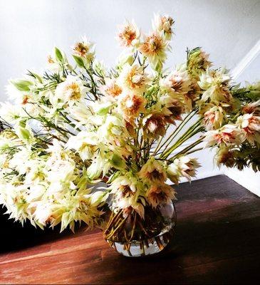 Stunning blushing bride proteas-70 stems!