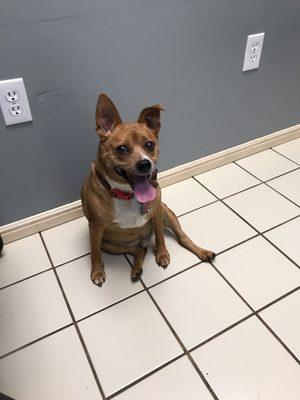 Waiting to be seen at the vets!