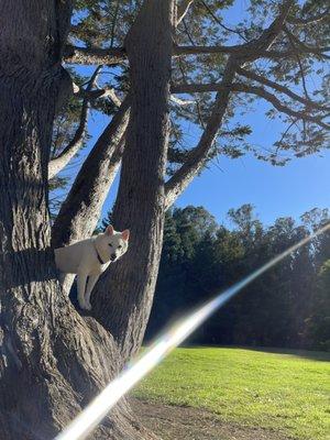 Tree's just outside the fenced perimeter offer ample climbing opportunities.