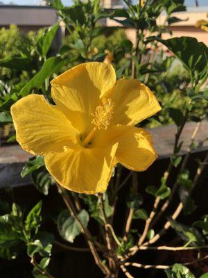 Plant hibiscus flower