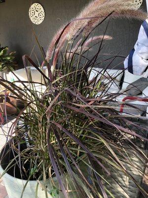 Purple fountain grass