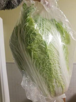 Napa cabbage