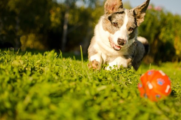 Julya's Canine Camp