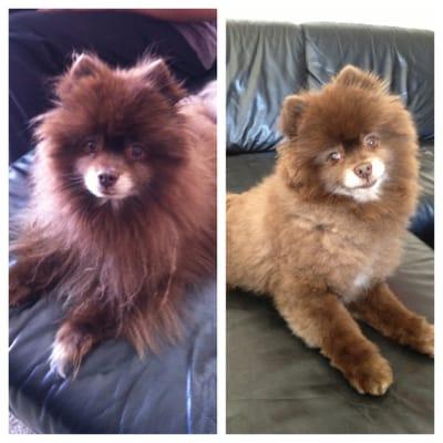 Strike before and after Grooming