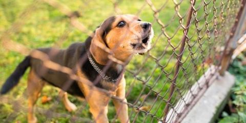 North Bend Retriever Kennel