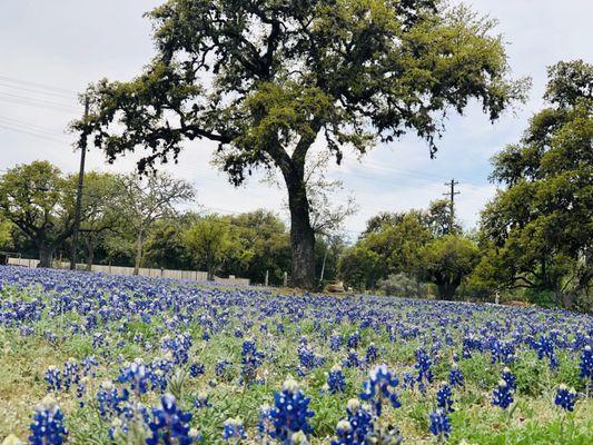 The skate park is a great place to see Bluebonnets blooming in late March/early April.