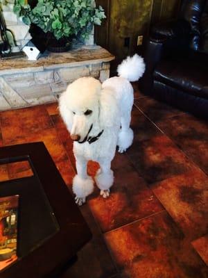 Duke the Standard Poodle! Groomed by Nicole! :-)