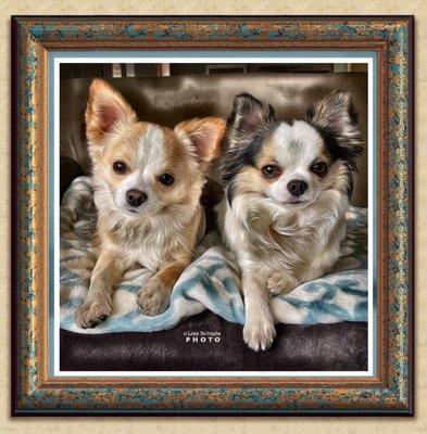 Woody and Cricket continue to benefit from the amazing care they receive from Los Osos Pet Hospital.