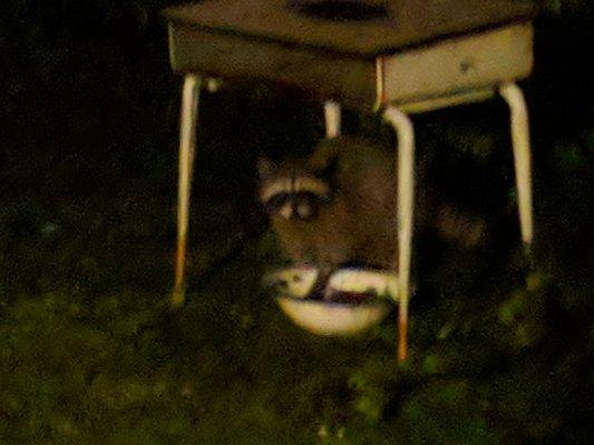 Cute raccoon having a little snack outside the porch