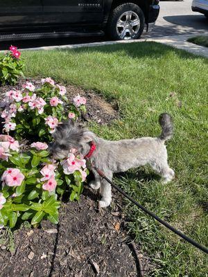 Rogers Bark Pet Salon