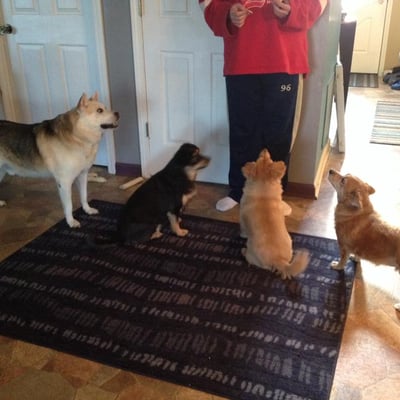 The dog on the far left is blind and had dog aggression issues prior to adoption and us working with him.