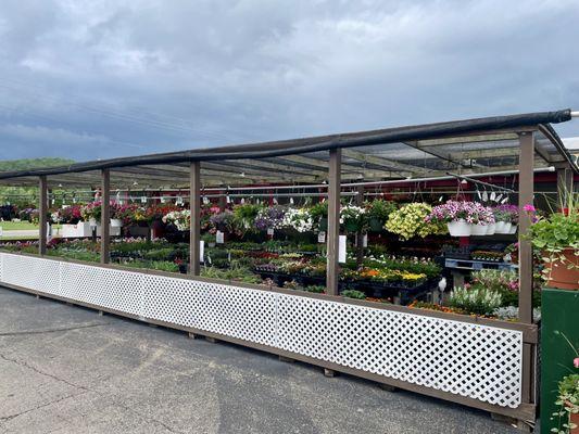 Huge selection of hanging baskets