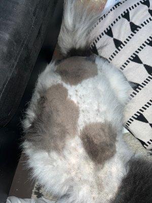 bald spots from the groomers here. He was shaven 4 months ago and it still hasn't grown back like the rest of his fur.