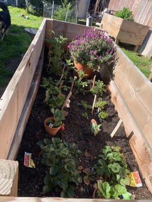 Tomato Seedlings