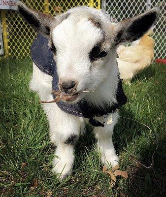 Cute little goat