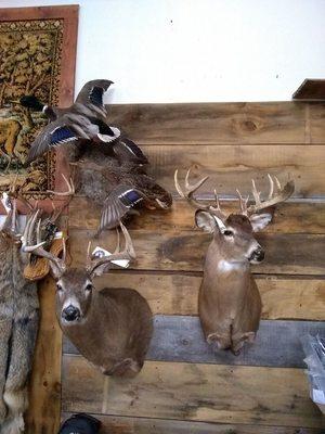 Woodsedge Taxidermy and archery