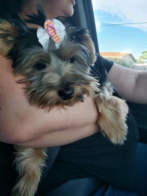 Buttercup was very happy with mommy's choice for daycare and one night of boarding.  She was very playful and cheerful when I picked her up.