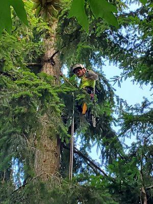 Hemlock Landscape and Restoration