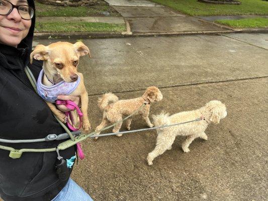 Jillian and some pups she is walking.