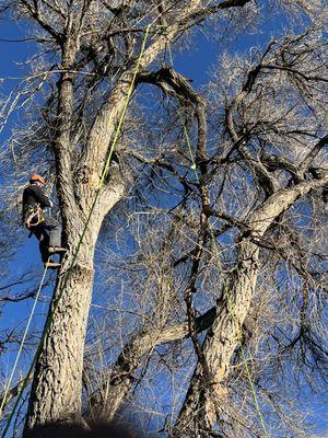 Tree Keepers