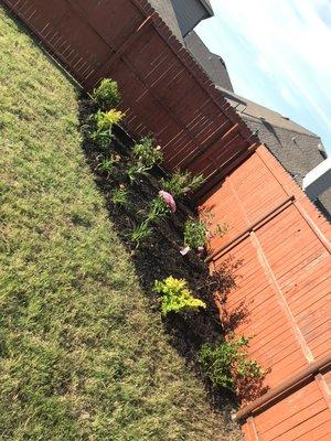 We created a flower bed in the back yard, planted all plants, and laid down mulch.