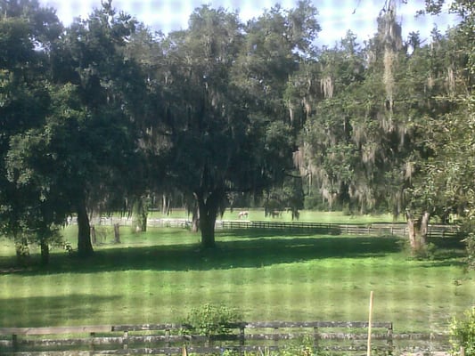 Some of the large pastures