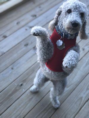 Terrific Toby dancing the day away!