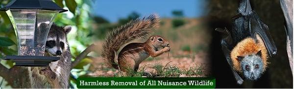 A-1 Nuisance Animal Removal