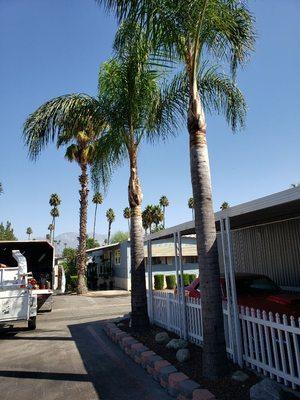 Palm tree trimming ( after)