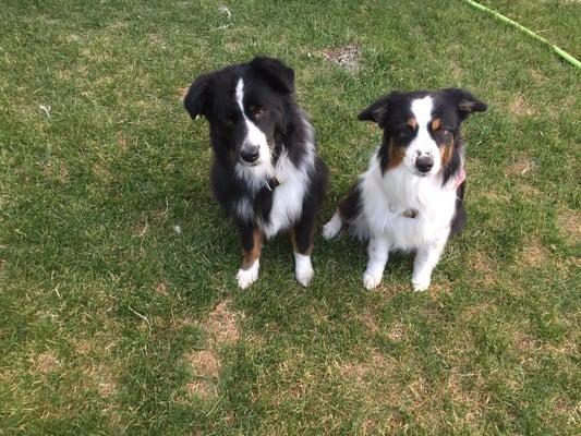 My 2 beautifully groomed Miniature American Shepherds!  Just love Country Critters Uptown!