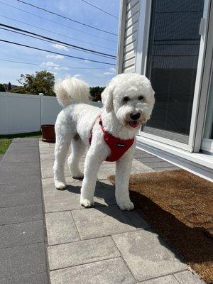 Charlie's Summer Cut!