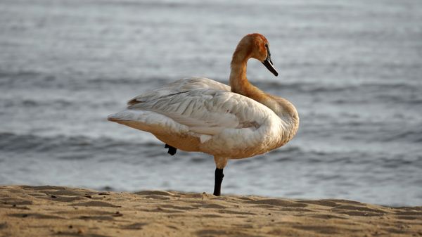 Sandy Point State Park