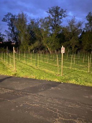 Grapes on premise starting to grow