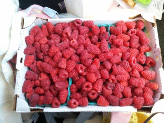 Flat of raspberries for $12