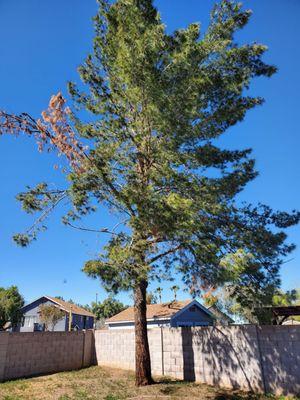 Southwest Tree Service