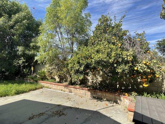 Before, backyard is an overgrown jungle