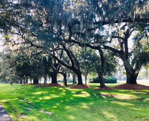 Avenue of Oaks