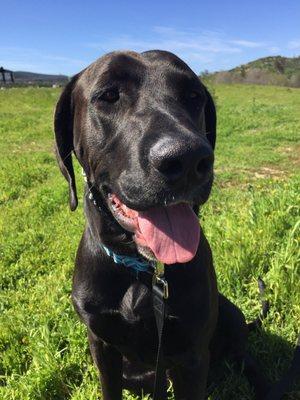 Mr. Charlie boy! This sweet lovable Great Dane/chocolate lab mix is an awesome young spirit to have on my Friday 2+ hour pack hikes!