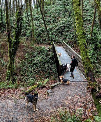 Bridge Of The Paws